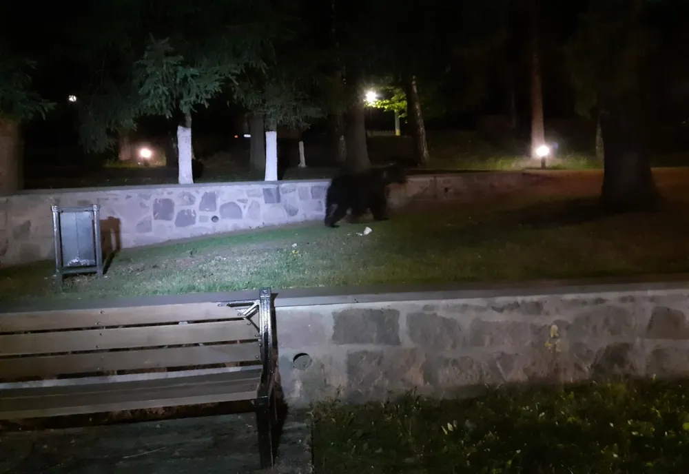 10 apeluri la 112 și tot atâtea intervenții la urs