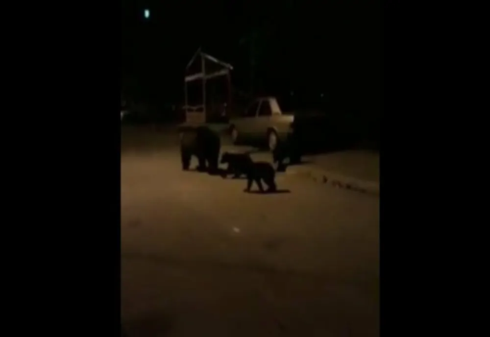 Urși în zone diferite ale județului Harghita, la interval de câteva ore
