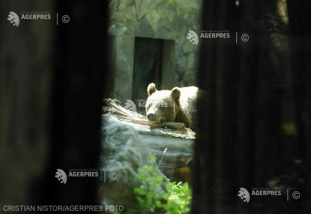 Autorităţile din Sărmaş cer împuşcarea ursului care a ucis sute de găini din gospodării