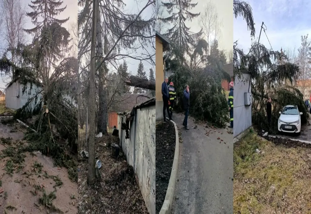 Arbore căzut în curtea spitalului vechi din Miercurea Ciuc