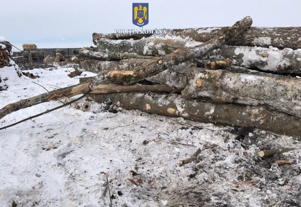 Material lemnos confiscat și amendă de 15.000 de lei