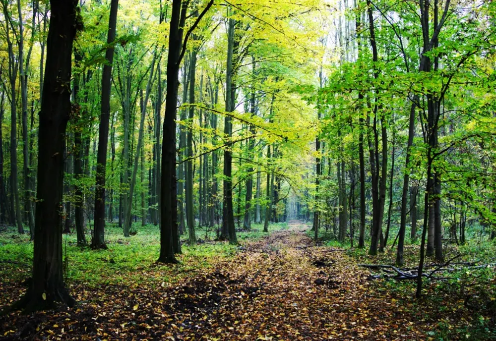 DOUĂ ADOLESCENTE DIN BACĂU, RĂTĂCITE ÎN PĂDURE ÎN TIMP CE SE ÎNTORCEAU DE LA ȘCOALĂ