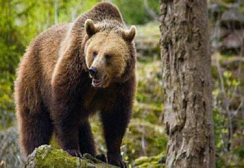 BĂRBAT ATACAT DE UN URS ÎN TIMP CE ERA LA CULES DE CIUPERCI