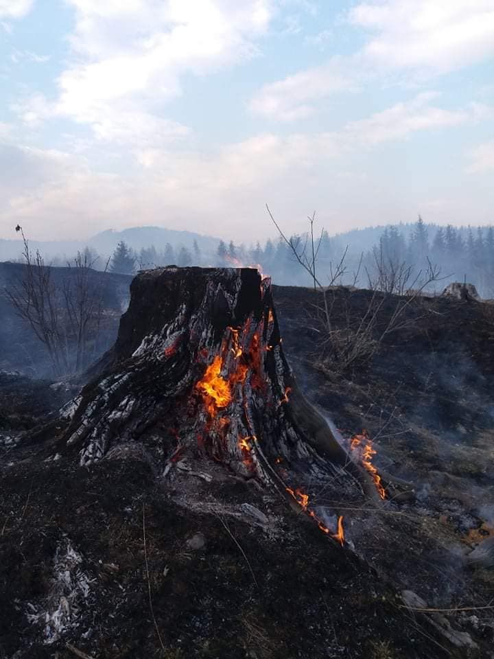 56450567_1265071156980167_3809445518342356992_n