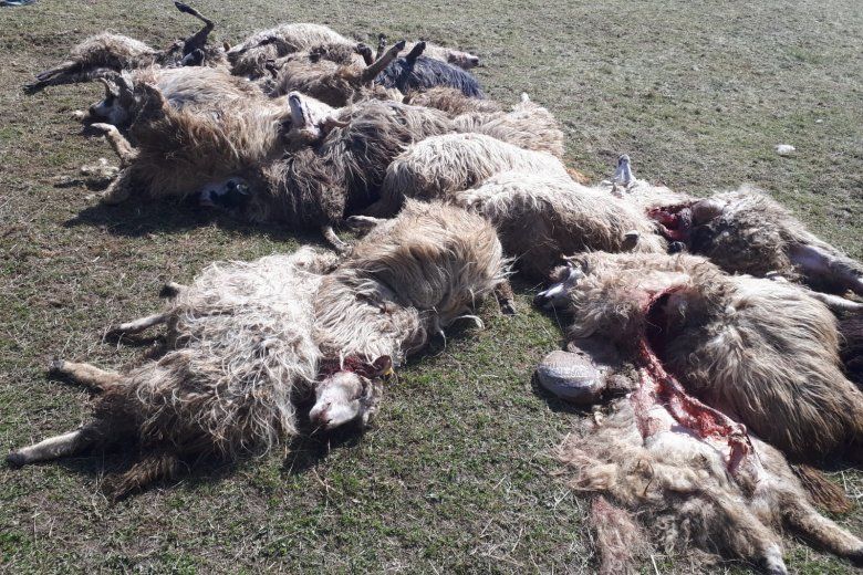 b_farkastamadas-megolt-baranyok-1-