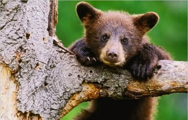 baby-bear-pictures0-465x390