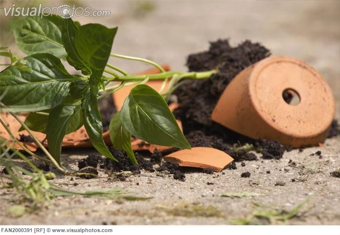 broken_flowerpot_of_basil_fan2000391