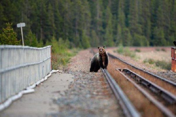 urs-cale-ferata