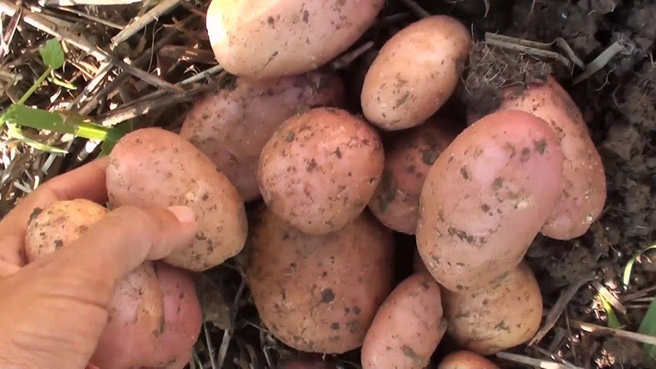 minori-prinsi-la-furat-de-cartofi