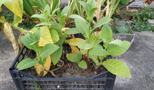 19-10-22-11-26-22big_tutun