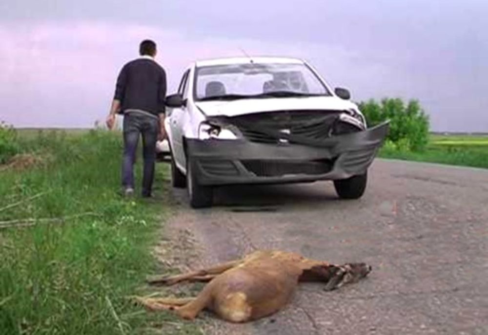 Încă două accidente provocate de animale sălbatice