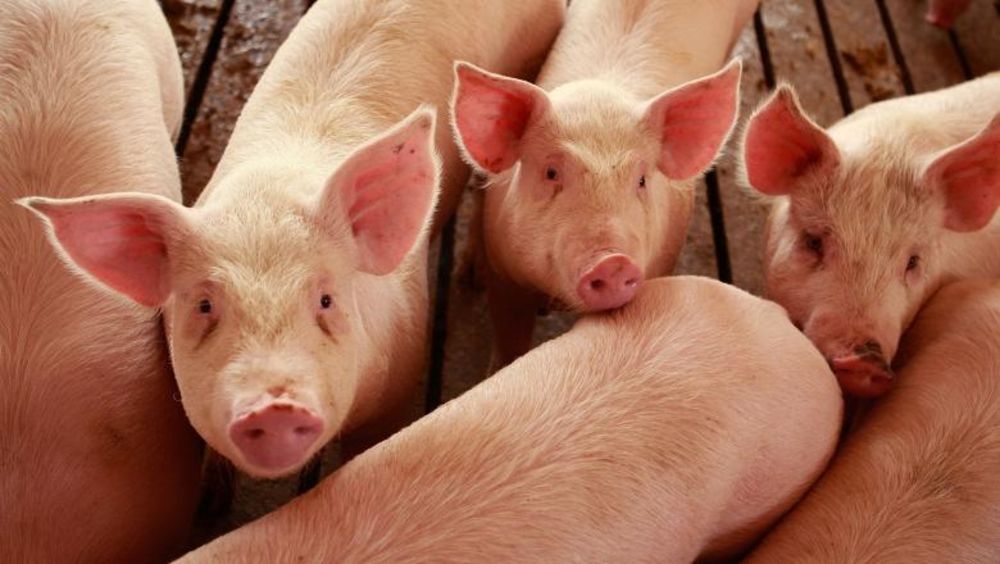 Prețul purceilor pentru îngrășat a crescut cu peste 50%