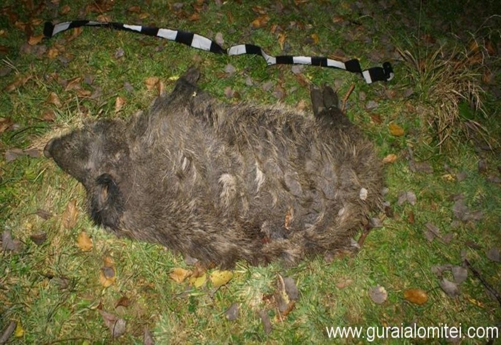 Pesta porcină confirmată și în județul Harghita