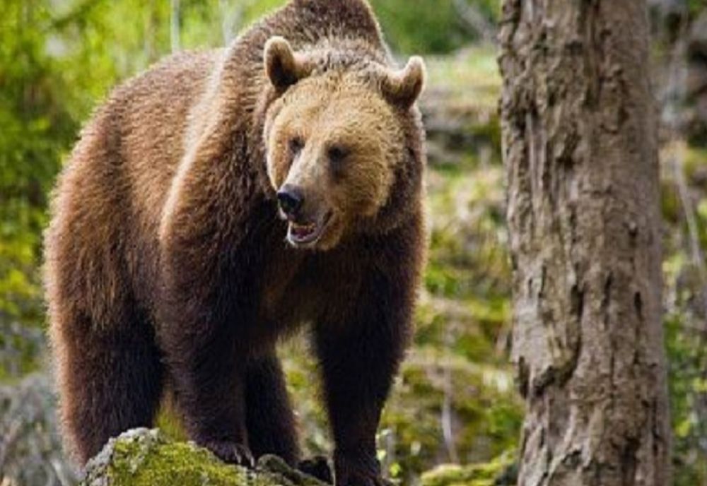 Două mesaje RO-ALERT în mai puțin de 15 minute. Autoritățile harghitene intervin