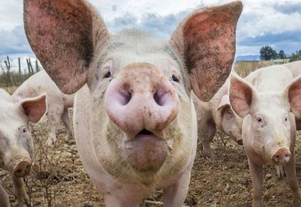 Conform unui comunicat ANSVSA aproape 700 de focare de pestă porcină sunt active în prezent