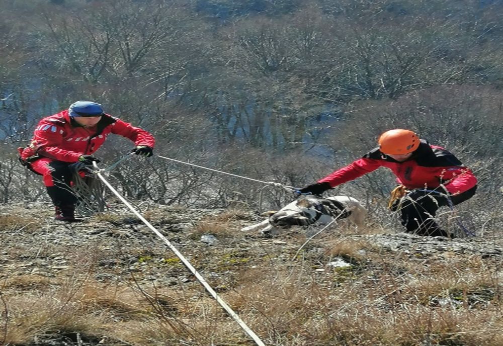 Operațiune de salvare a unui câine blocat pe o stâncă