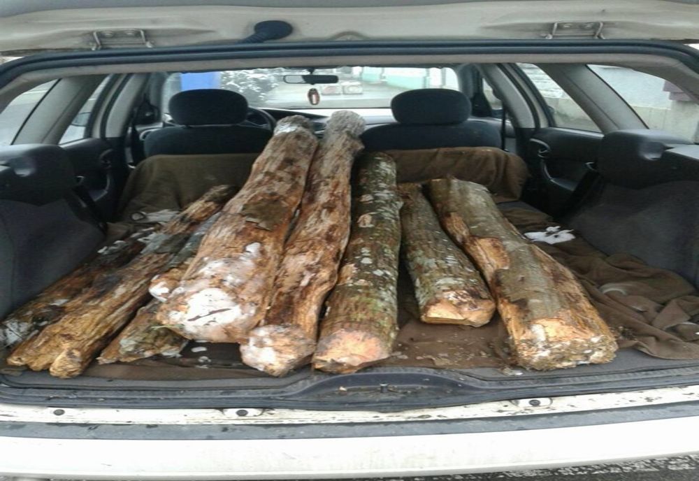 Cu lemne furate, fără permis, plăcuțele de înmatriculare de la altă mașină și expirate de 11 ani