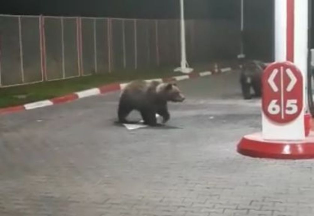 Alți doi urși lângă o benzinărie din Băile Tușnad