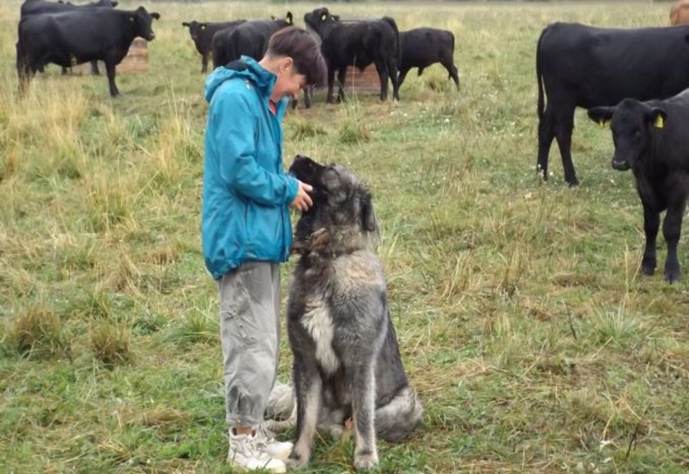 O harghiteancă are la doar 45 de ani un tărâm de vis - o fermă de Angus în Joseni