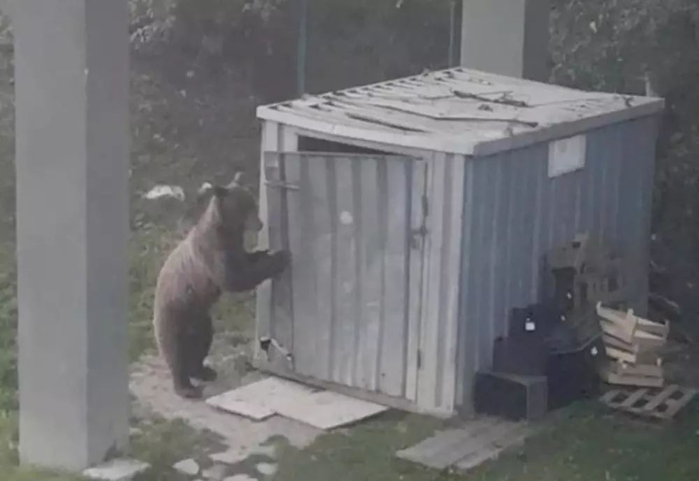 5 apeluri pentru îndepărtarea urșilor în ultimele 24 de ore