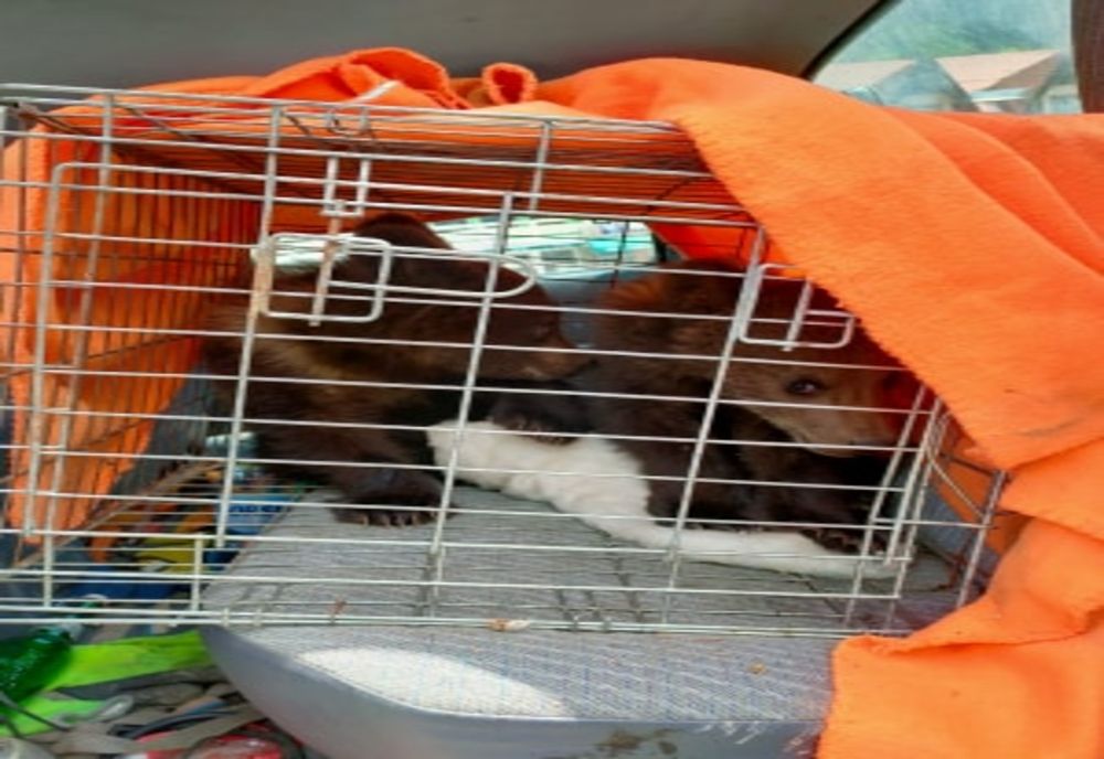 Ursuleți blocați într-un brad la Tușnad Băi, salvați de jandarmi și autoritățile de Mediu