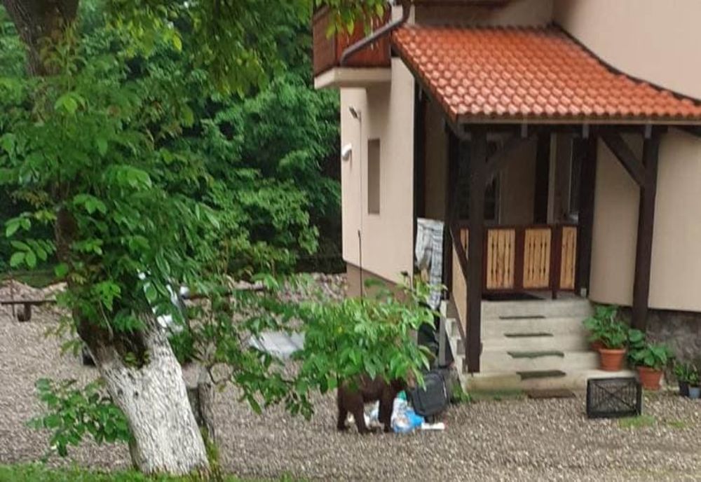 Apel al jandarmilor harghiteni după cele 9 intervenții pentru îndepărtarea urșilor din weekend. Un urs a intrat în curtea Spitalului Județean Miercurea Ciuc