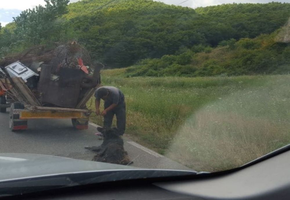 Cruzime fără margini! Câine legat cu lanțul de o căruță, și târât pe un drum din Harghita
