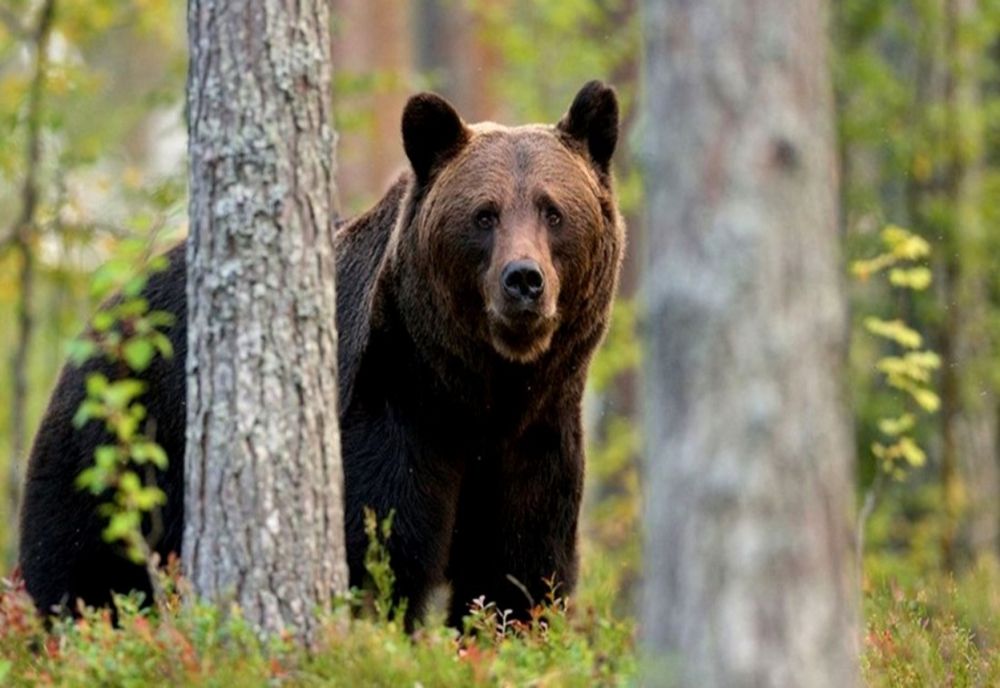 A fost recoltat ursul care venea tot mai des în Miercurea Ciuc