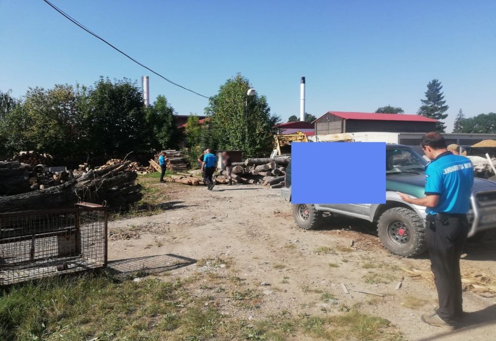 Prinşi în timp ce transportau lemne fără documente! Amendă de 7.000 de lei!