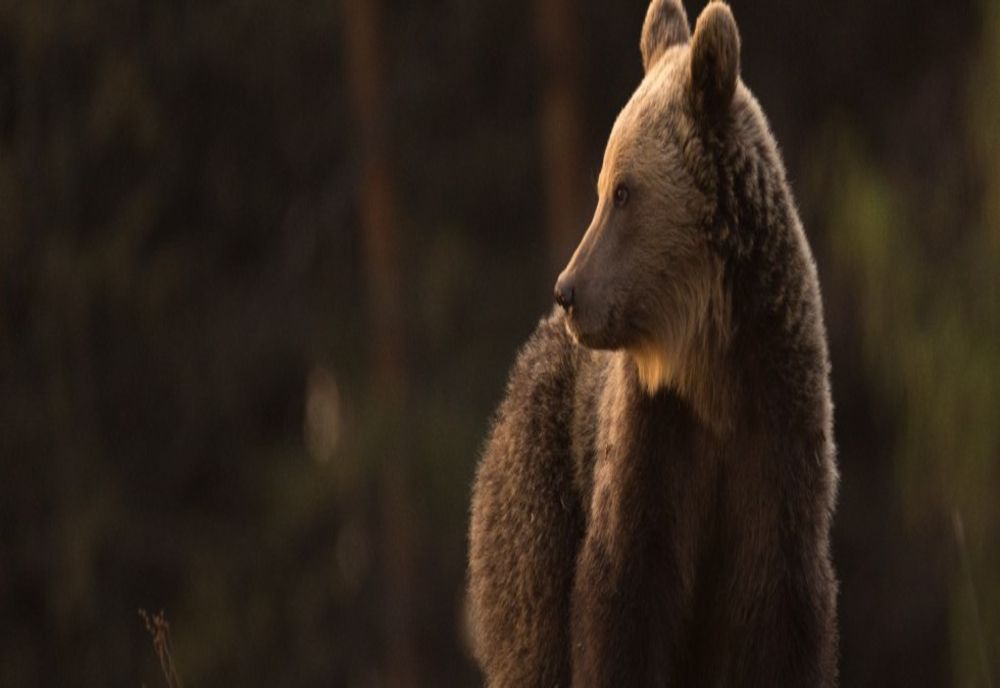 Apel 112: urs la Odorheiu Secuiesc!