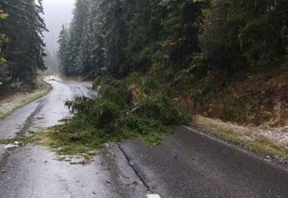 Deszăpezire pe drumurile din Harghita! Un copac a căzut pe DN12A (FOTO)