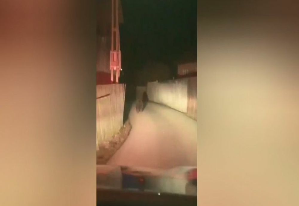 VIDEO Urs într-o curte din comuna Ditrău