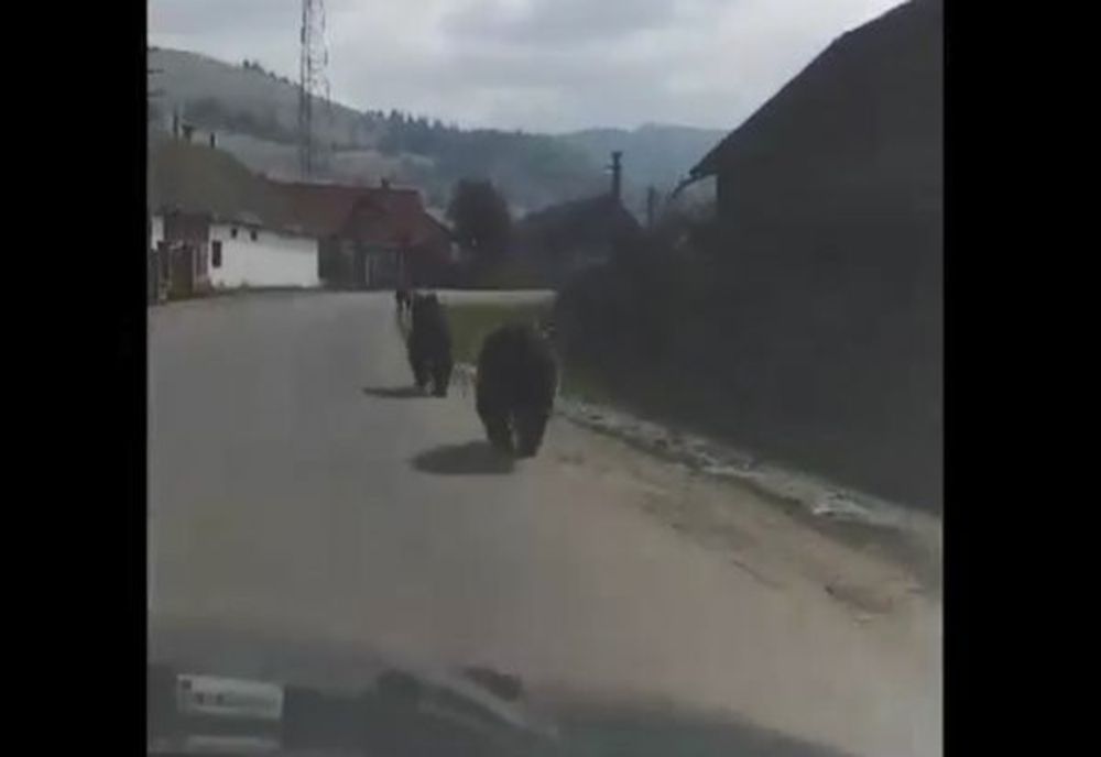 VIDEO Trei urși filmați pe străzile din Cozmeni