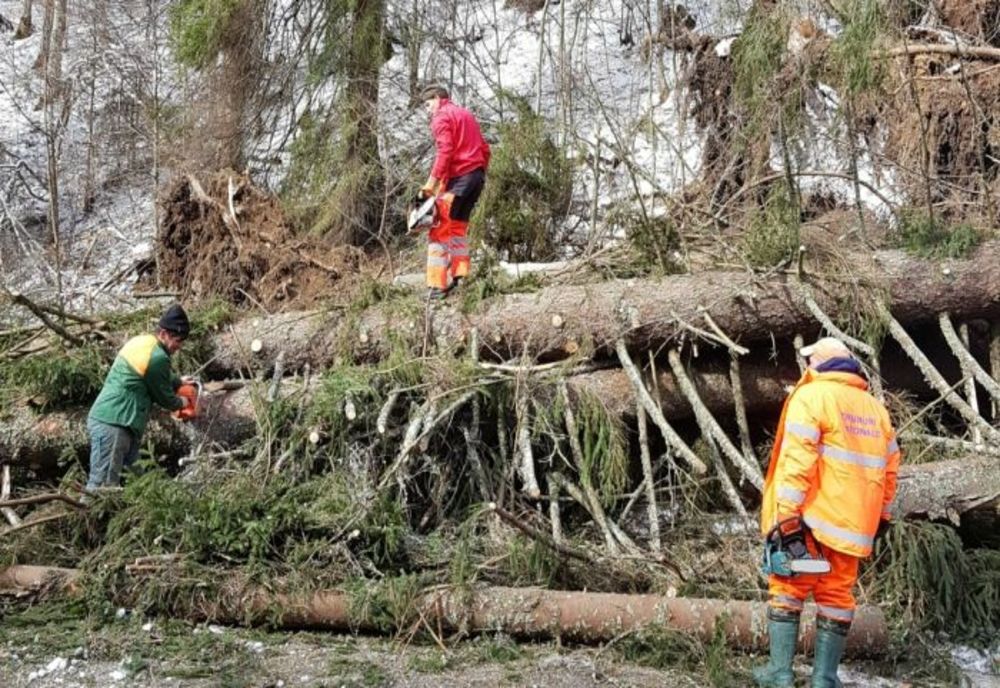 Atenție, șoferi! Se îndepărtează arborii de pe carosabil, în județul Harghita