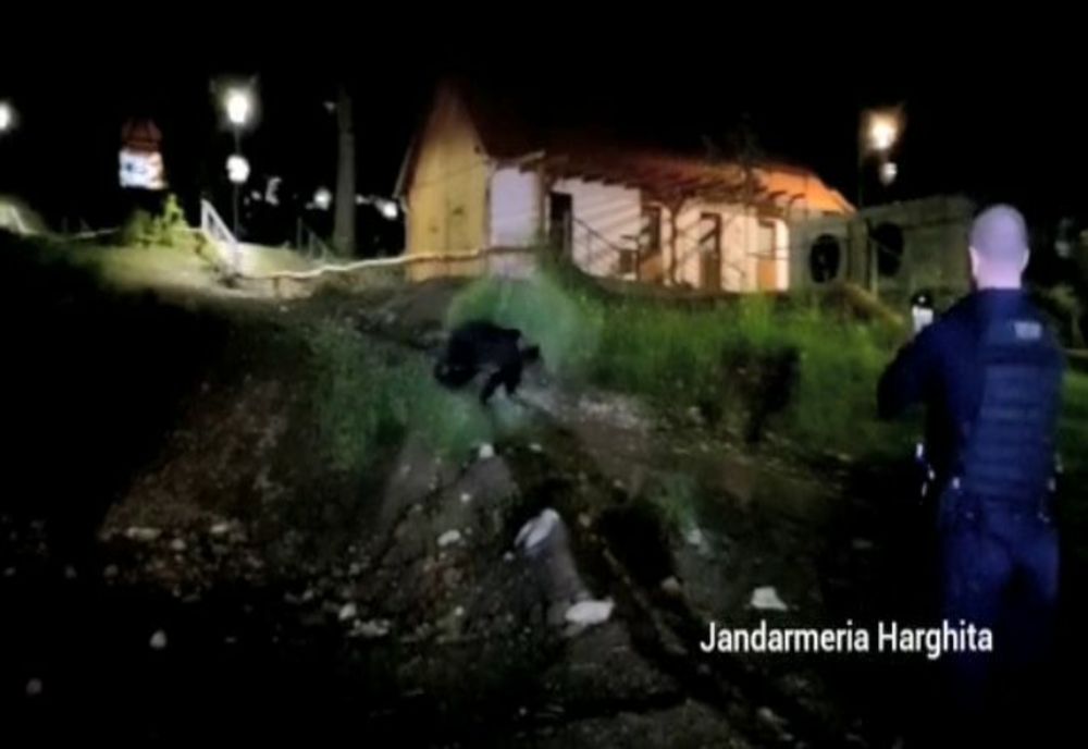 VIDEO 8 urși îndepărtați de jandarmi, aseară, la Băile Tușnad