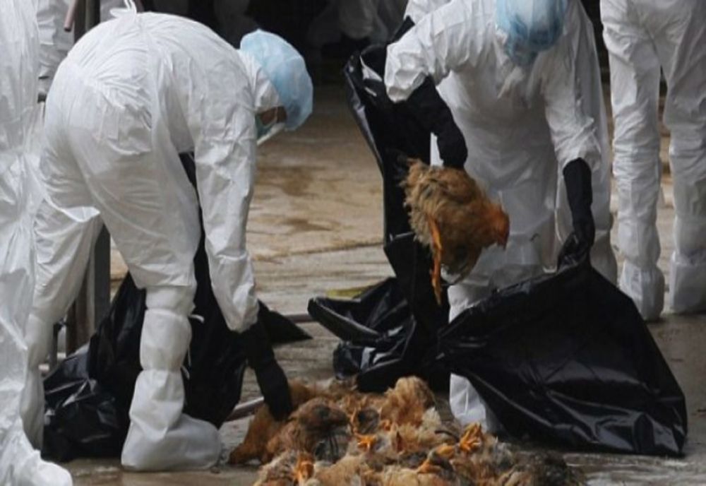 Confirmarea unui focar de gripă aviară într-o gospodărie din localitatea Cristuru-Secuiesc