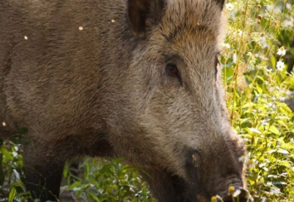 Bărbat atacat de mistreț!