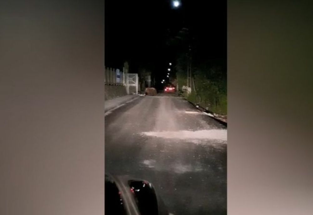 VIDEO Weekend cu 18 apeluri pentru îndepărtarea urșilor, în Harghita