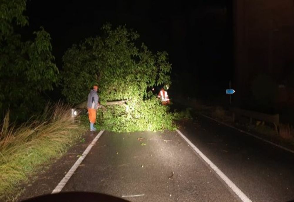 Copaci doborâți de vânt, în Harghita și Mureș
