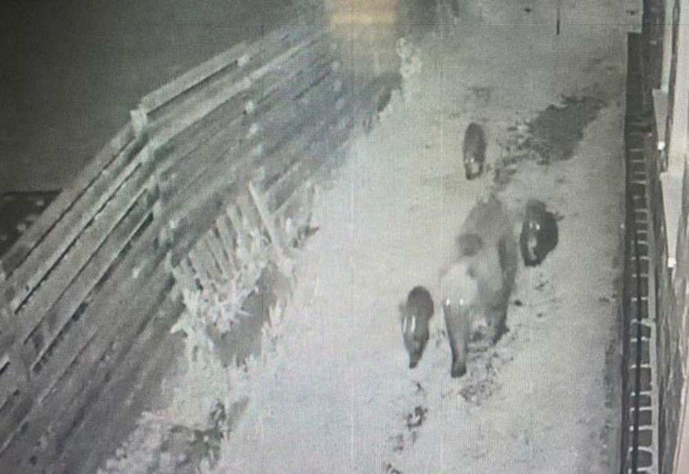 O ursoaică a distrus garajul primarului din Băile Tușnad