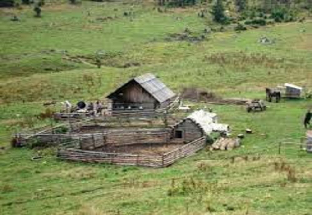 Hoț din Răucești, găsit la o stână lângă Toplița