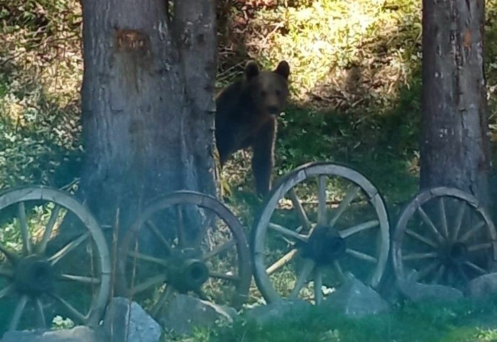 Urs în comuna Joseni