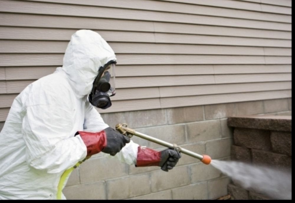 Șobolanii, în atenția autorităților din Miercurea Ciuc