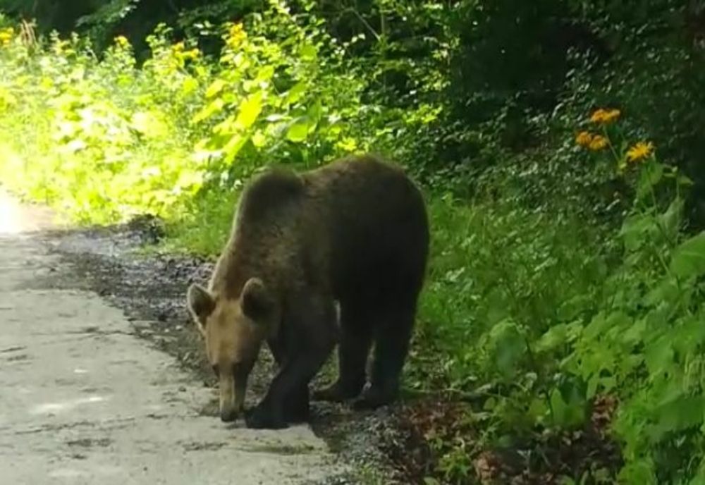 Bărbatul atacat de urs aseară primește tratament antirabic