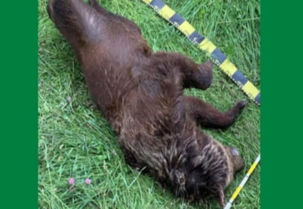 Urs mort găsit de polițiştii harghiteni într-o pădure din Suceava