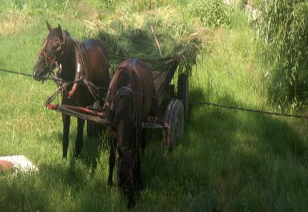 Atenţie, transportul persoanelor pe fân poate fi periculos!