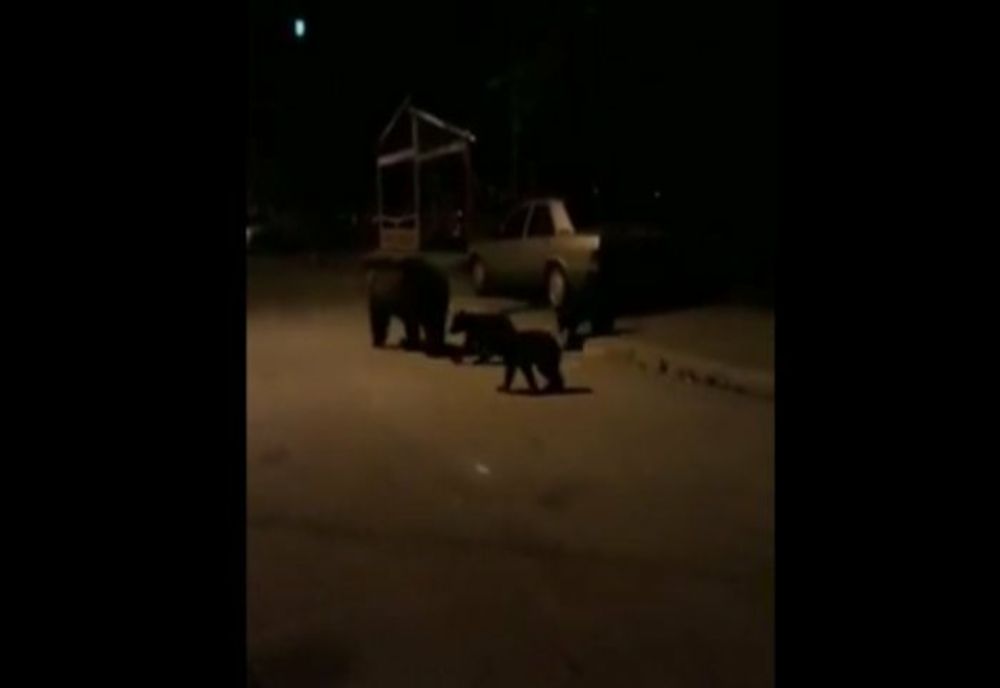 Urşi prezenți, azi-noapte, în două localități din județul Harghita