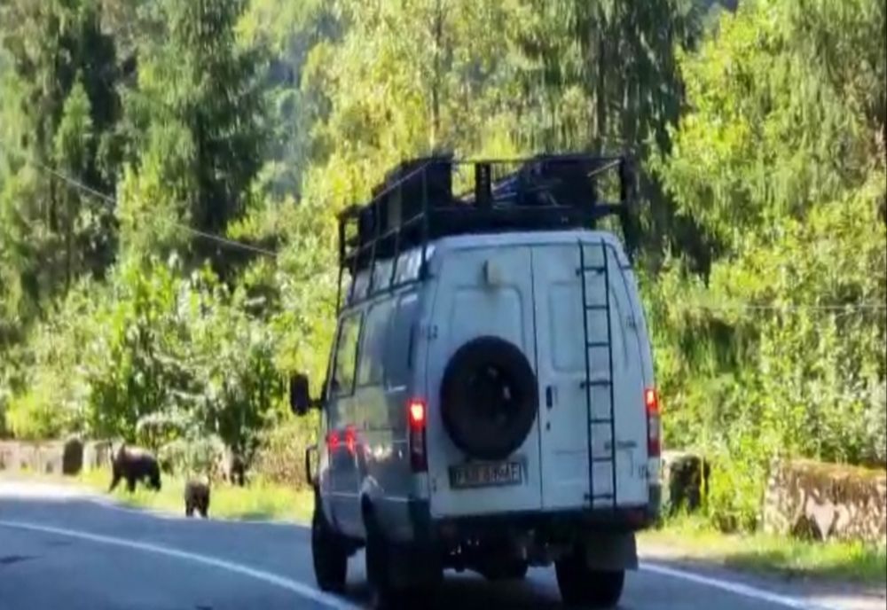 VIDEO Trei urşi filmați la câțiva metri de maşinile din zona Bâlea Lac