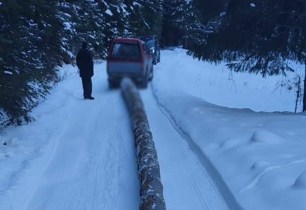 VIDEO Hoții de lemne, în vizorul jandarmilor