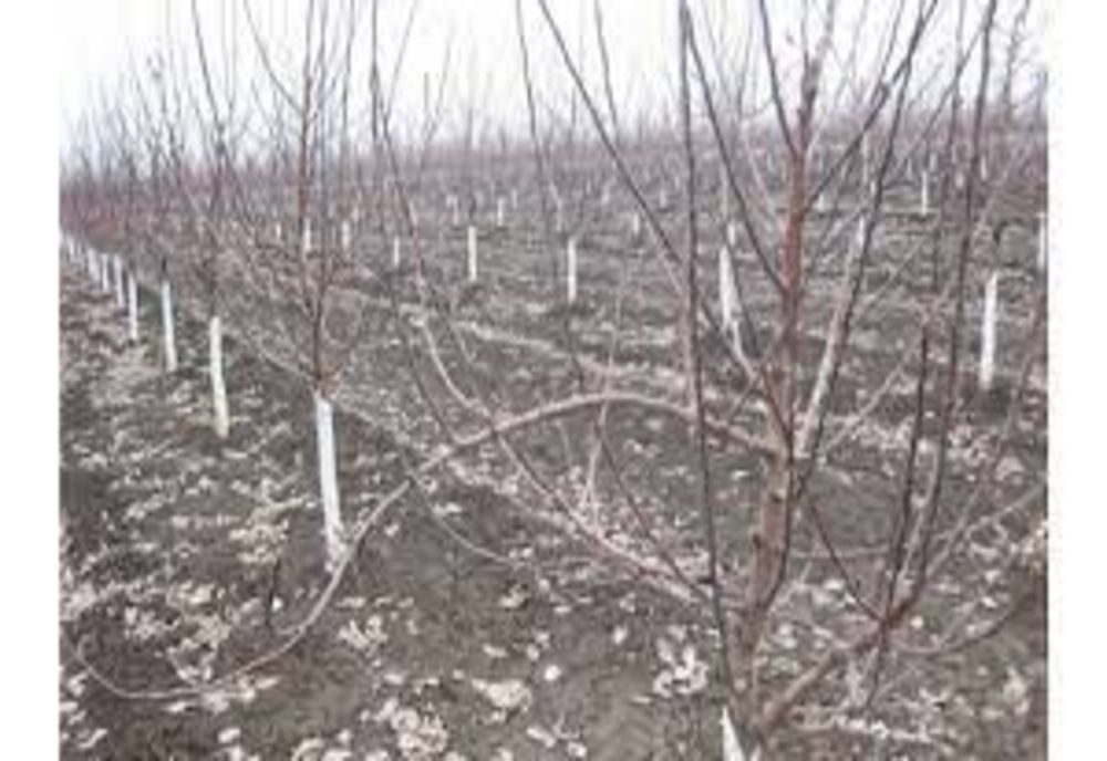 Secetă severă în România. Directorul ANM, semnal de alarmă